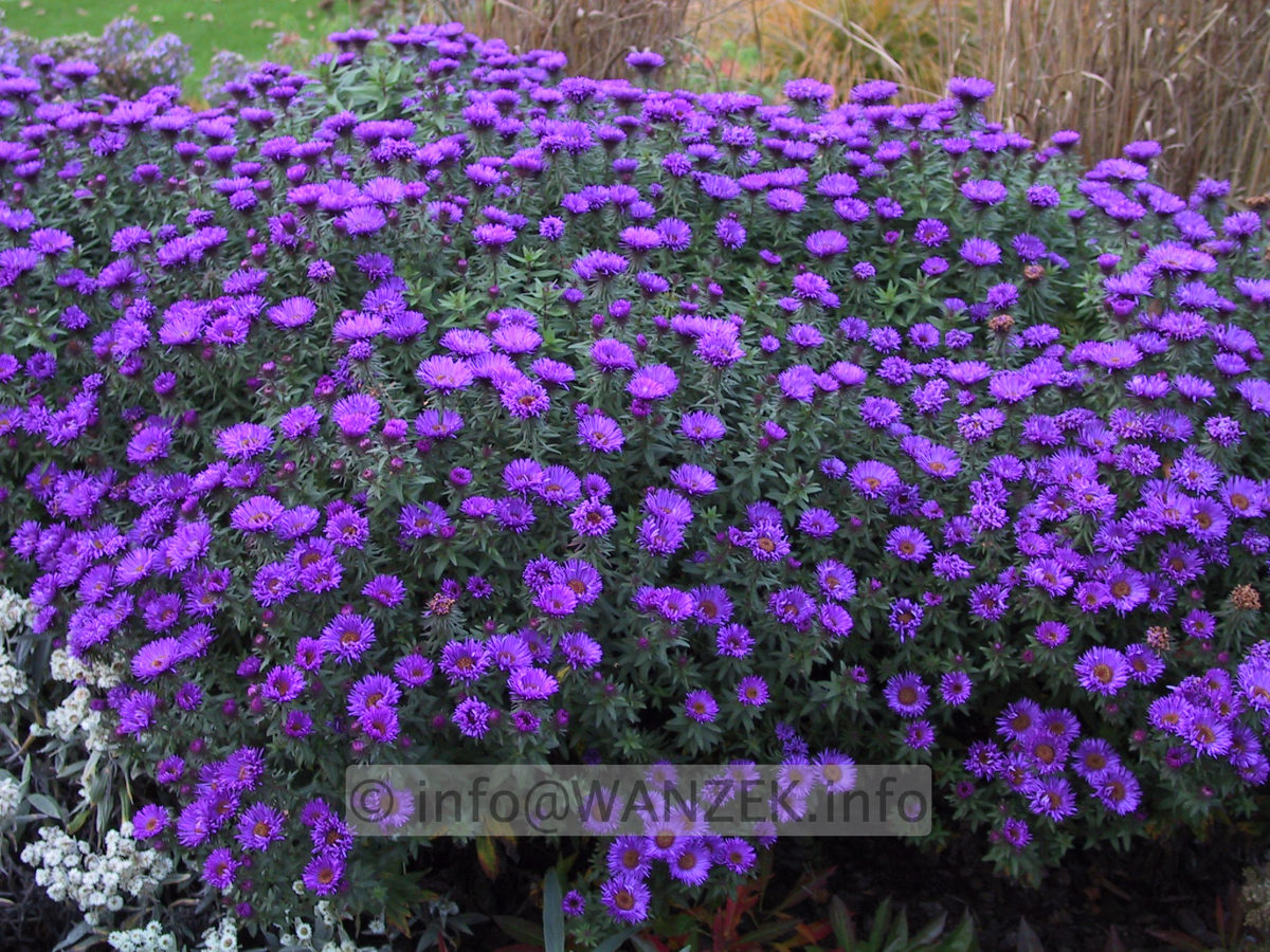 Aster novae-angliae Purple Dome 1.JPG